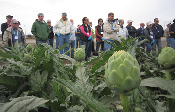 Artichoke tour