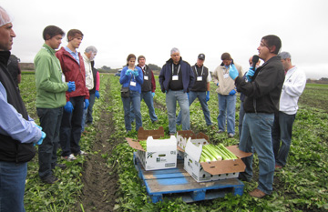 Markon First Crop Celery tour