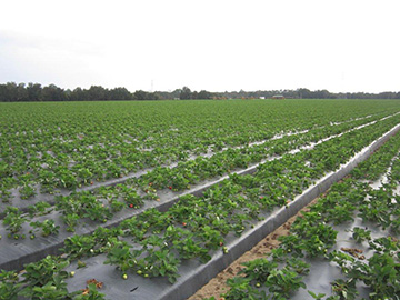 Just one of the many strawberry fields located in Plant City, Florida