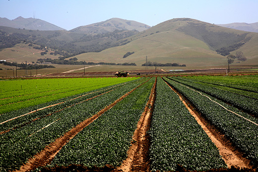 Tat-soi and other spring mix items growing under the warm, sunny skies of the Salinas Valley