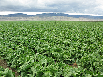 Lettuce field in Huron, California