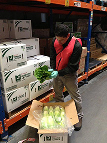 John Galvez inspects romaine before delivery