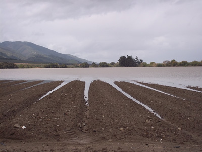 Fields Flooded by the Salinas River - March 2011