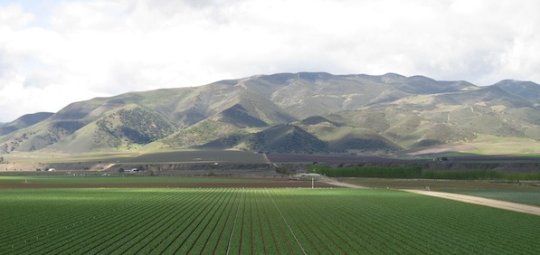 The growing fields in Salinas, Calif.