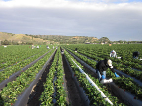 Salinas Strawberry Harvesting