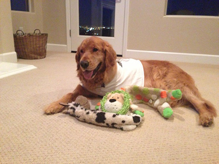 Winslow, post surgery, with some of his favorite toys