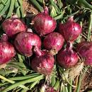 California Red Onions