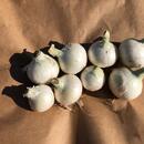 California White Onions
