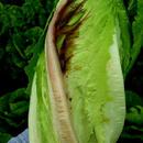 Decay in Romaine