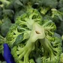Hollow Core in Asian Cut Broccoli