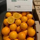 Navel Oranges 2