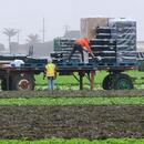 Salinas Crews in the Rain 1