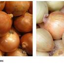Storage Crop vs Fresh-Run Onions