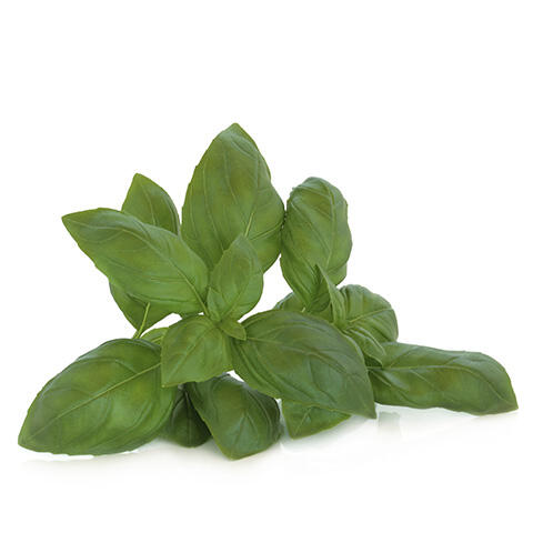 Basil