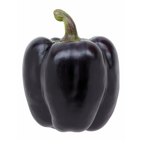 Purple Bell Peppers