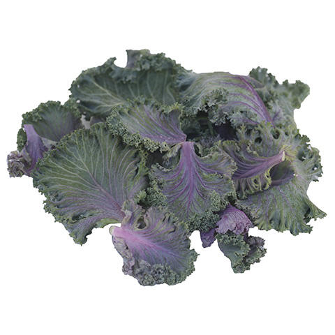 Flowering Kale