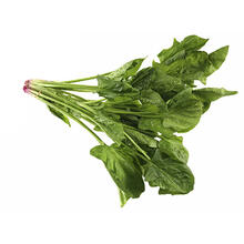 Flat Leaf Spinach