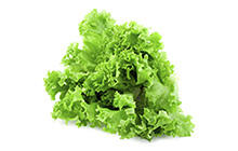 Premium Green Leaf Lettuce