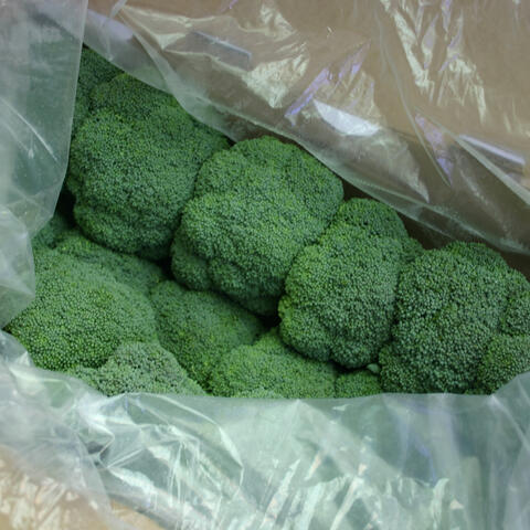 Ice-free Broccoli