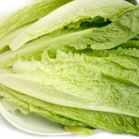 Romaine Lettuce