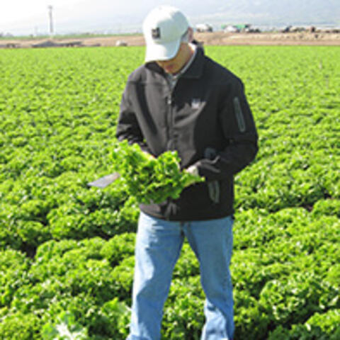 Inspector in fields