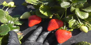 LIVE FROM THE FIELDS: Oxnard, CA Strawberries