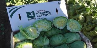 LIVE FROM THE FIELDS: Iceberg Lettuce Weights