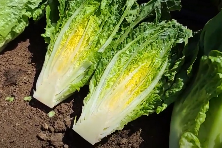 Salinas Lettuce Quality