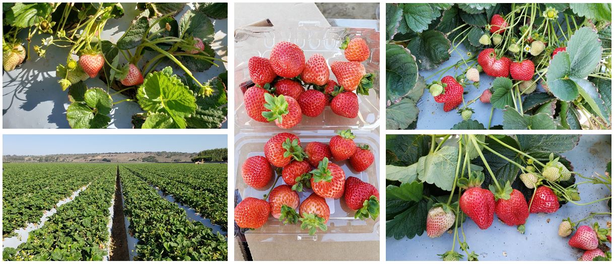 10-24-18 FFF Strawberries in Santa Maria CA.JPG