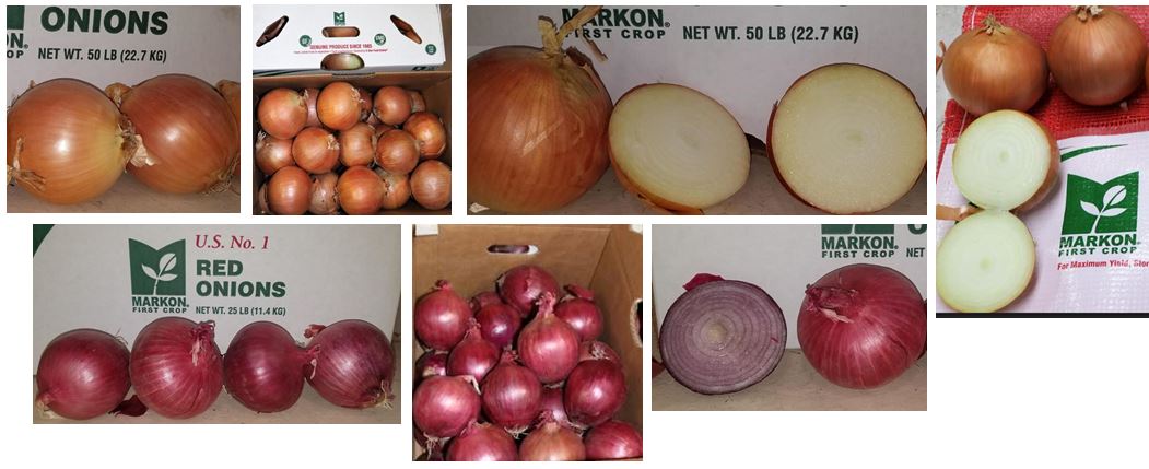 11-6-18 - Update - Onions.JPG