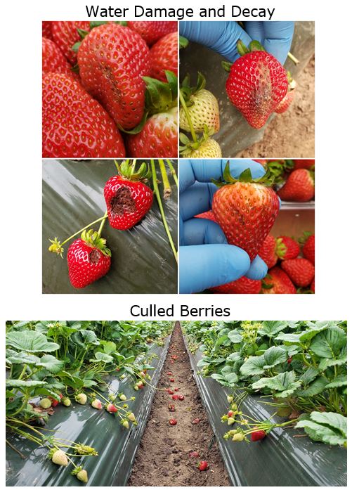 6-3-2019 strawberries.JPG