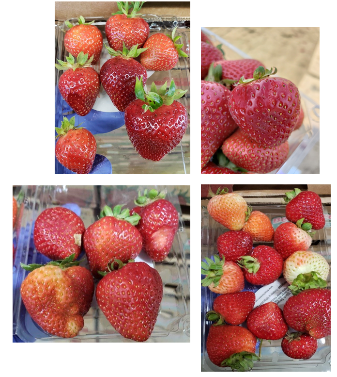 7-17-18 Strawberry Quality.PNG