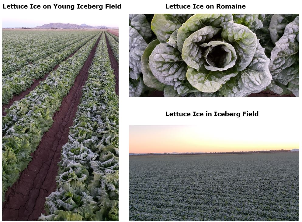 Continued Widespread Lettuce Ice.JPG