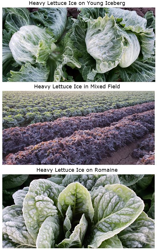 FF Heavy Lettuce Ice_0.JPG