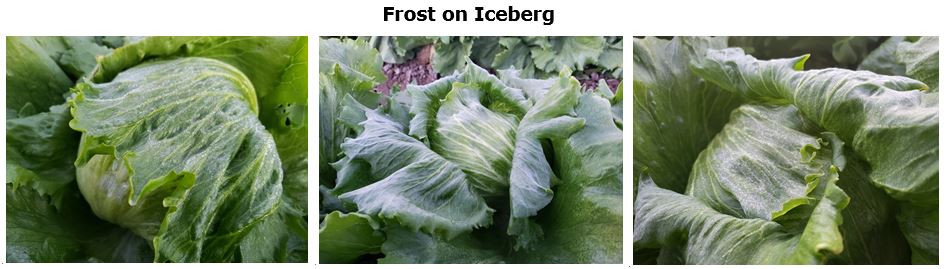 FFF Frost 11-12-18.JPG