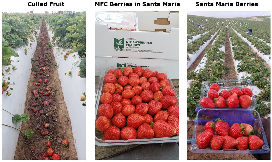 From the Fields - Strawberries in Santa Maria - CA - 10-12-2018.JPG