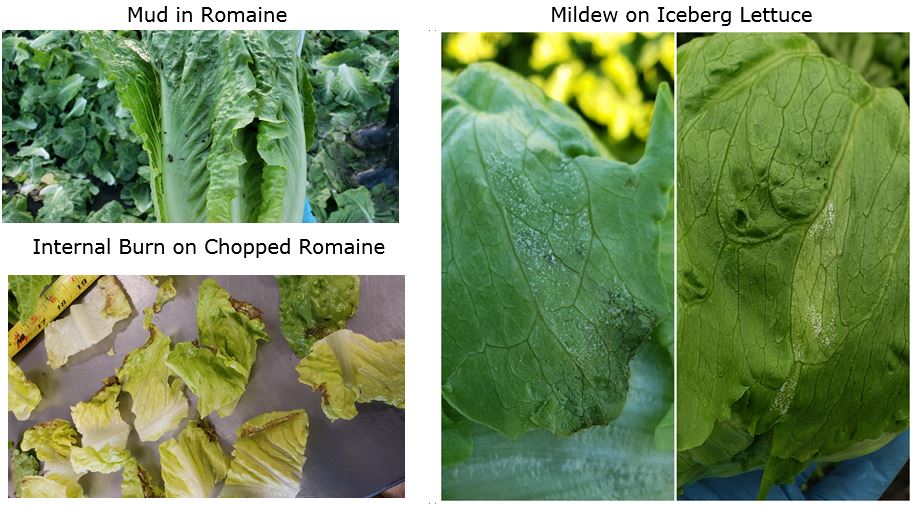 Lettuce Quality 5-17.JPG