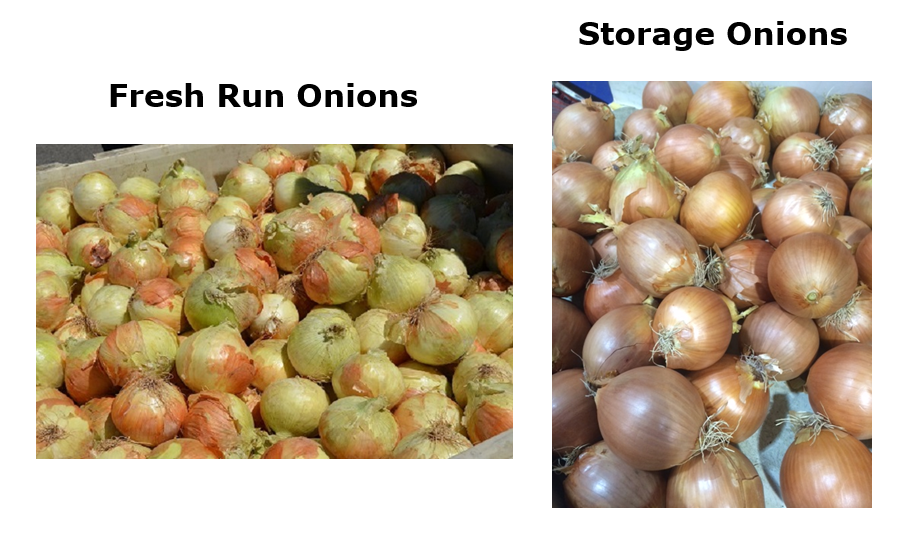 Onion Update 8-3.PNG