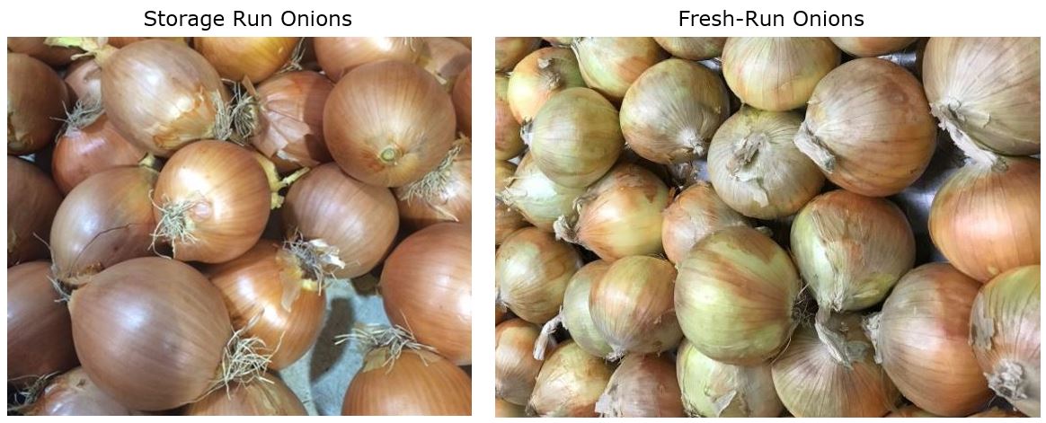 Onion Update.JPG