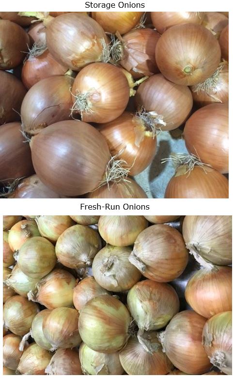 Onion Update_0.JPG