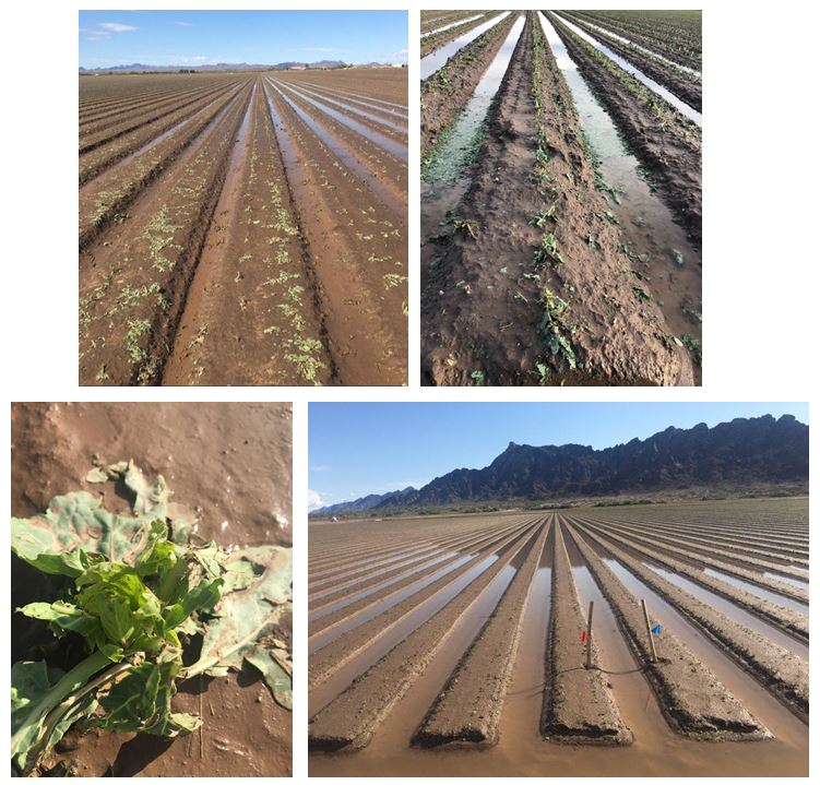 Rain & Hail Damage on Desert Crops.JPG