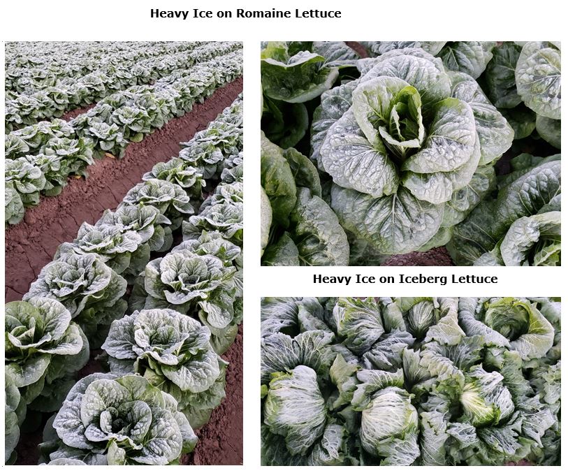 Widespread Lettuce Ice.JPG