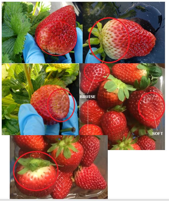 Strawberry Quality 