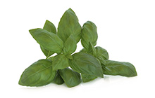 Basil