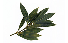 Bay Leaves