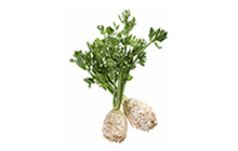 Celery Root