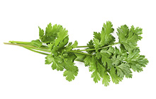 Ready-Set-Serve Bunched Cilantro