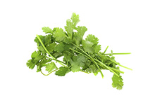 Cilantro