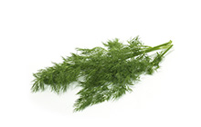 Dill