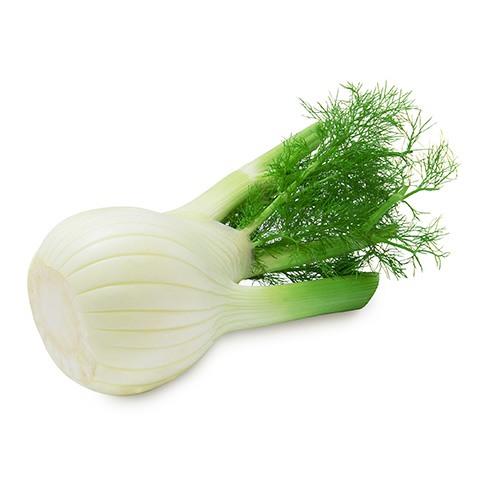 Fennel